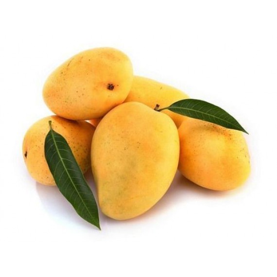 Kesar Mango - 12 Mangoes