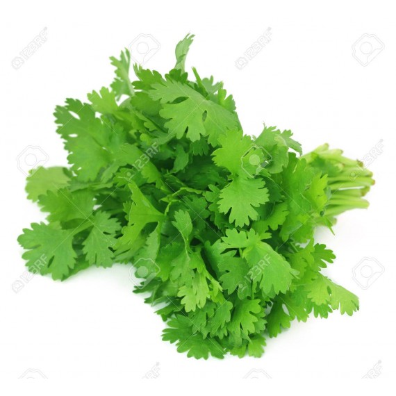 Corriander Leaves 2 Judi